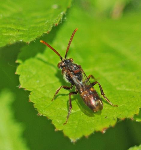 Nomada (ruficornis)